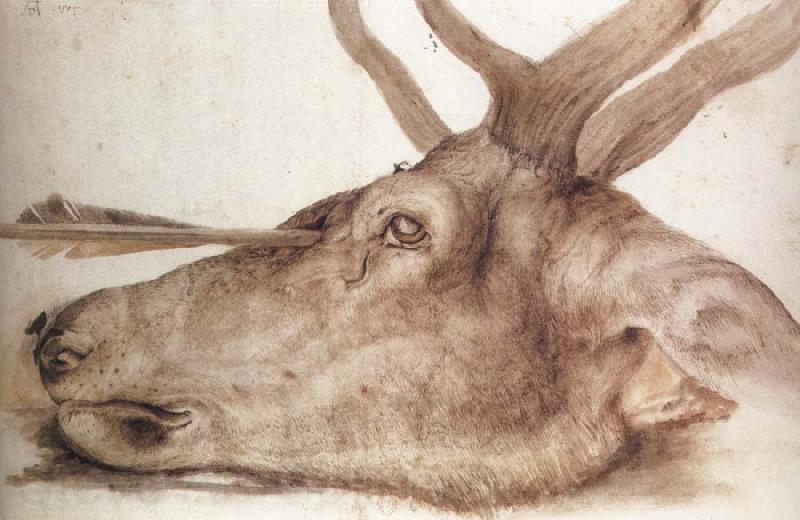 Albrecht Durer The Head of a stag Killed by an arrow France oil painting art
